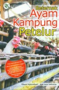 Beternak ayam kampung Petelur